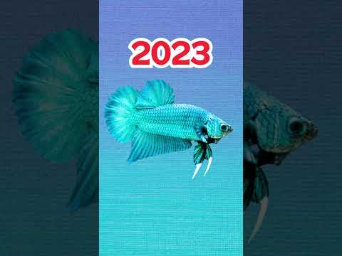 2023 Betta vs 5000 bce Betta