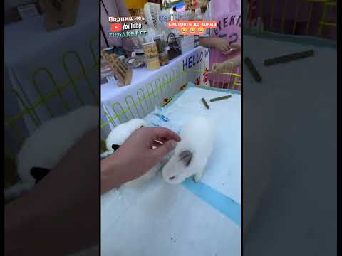 Мальчик засунул палец в кролика | мемы | приколы от Зубарев #юмор #китай #shorts