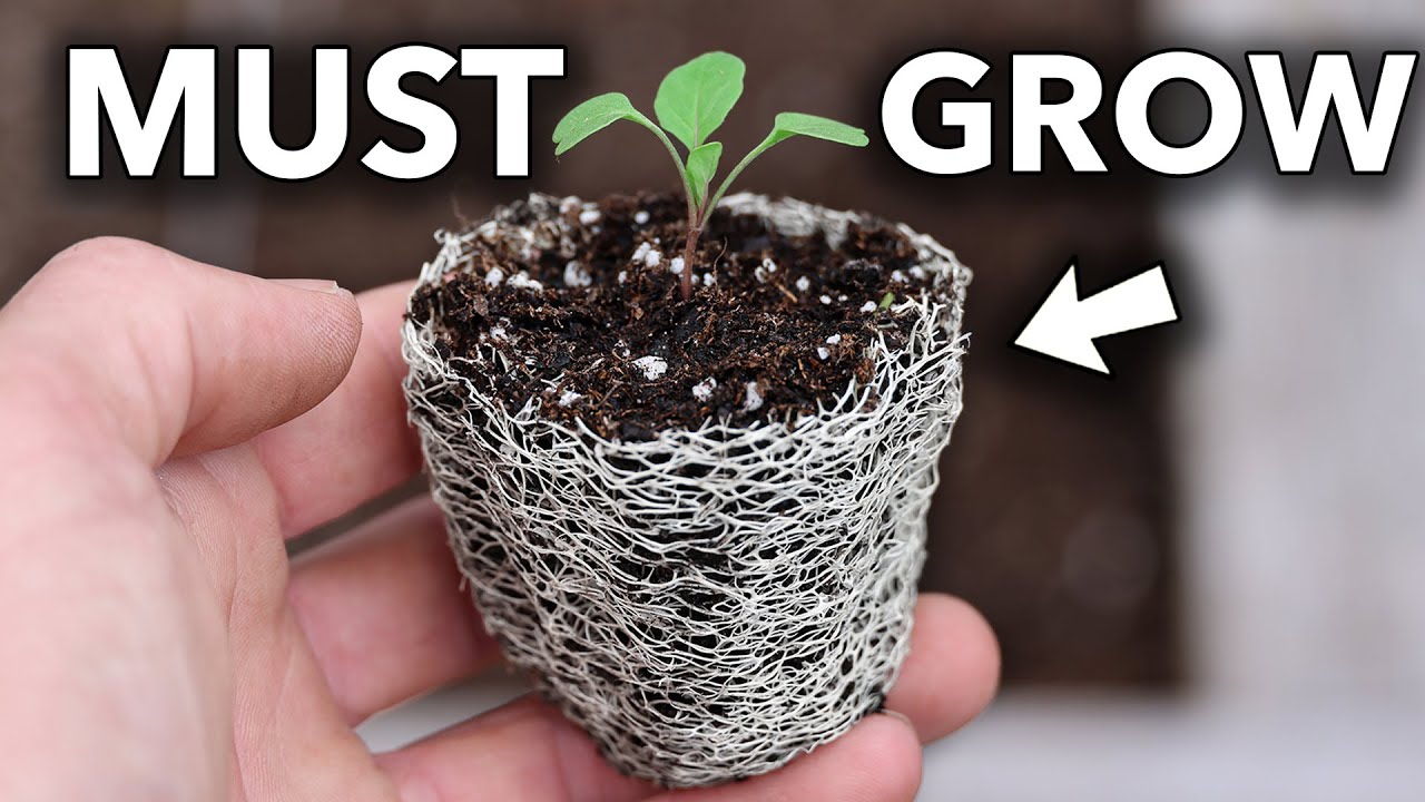 This is the Most Useful Crop You Could Ever Grow…