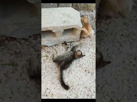 Baby Cats & Dogs - Cute and Funny Cat Videos Compilation #01। BoomBoomBaby