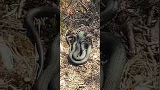 Big Norwegian snake in Baneheia Kristiansand