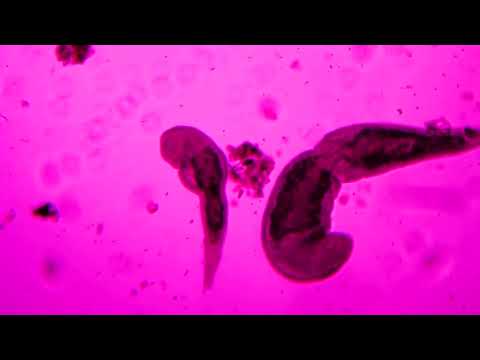 Nanotecnologia - Raul Aú (prod. Darksiderecords)