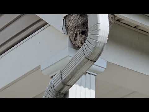 Bald-Faced Hornets Hanging Behind the Downspout in Old Bridge, NJ