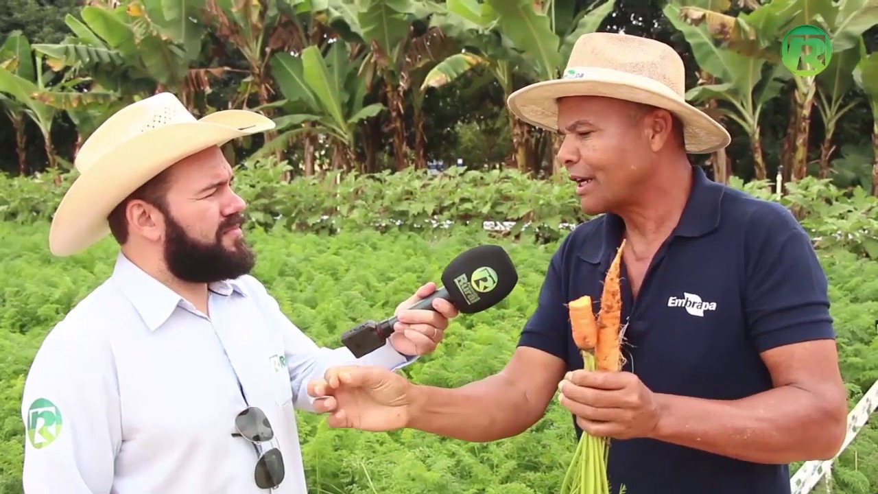 CENOURA EMBRAPA produz até 60 ton por ha