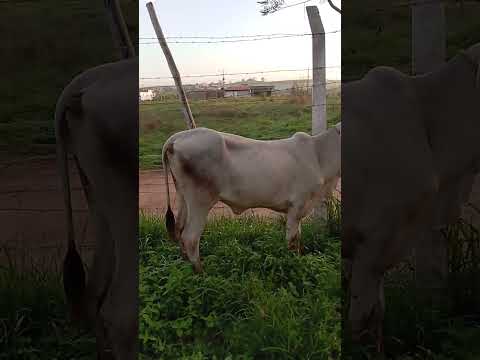 O preço foi bom ou não na feira de Limoeiro-PE