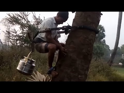 Drinking Natural Palm Wine & Cooking Goat Intestine Curry With Palm Wine - Village Food Village