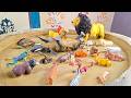 The Big Lion Defeat African Elephant With Jungle And Safari Animals