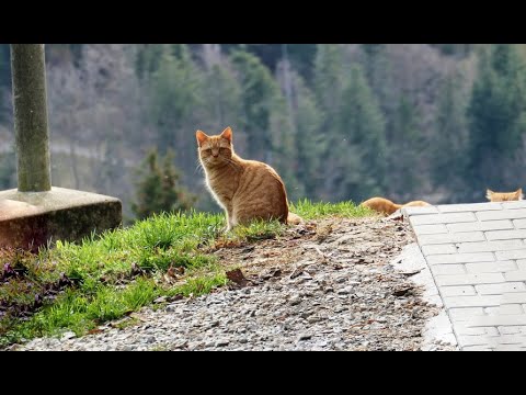 Alpenpanoramaweg: Guggisberg - Schwarzsee (Etappe 19)