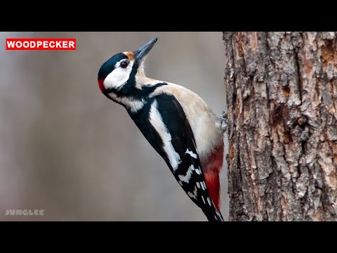 The Woodpecker Wild Story | Animals For Kids [TB Release]