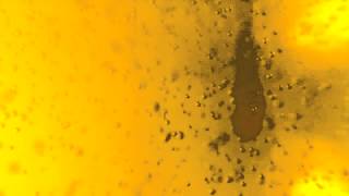 Free Cake for Every Creature - "First Show"