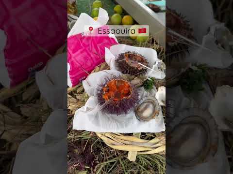 Fresh sea urchins and oysters at the Essaouira fish market, Morocco