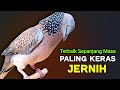 Suara Burung Derkuku Lokal Gacor Terbaik 2025 Ahlinya Memanggil Lawan Agar Bunyi