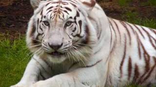 Eye of the Tiger - Great White w/lyrics