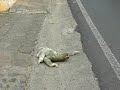 三趾樹懶差點被車撞死~驚險飛過馬路