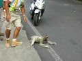 三趾樹懶差點被車撞死~驚險飛過馬路