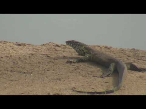 Djuma: Water Monitor Lizard adult - 07:54 - 01/15/19
