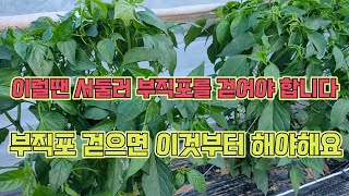 부직포 걷고 바로 방제 시작해야 합니다!! 고추농사 잘 짓는 법!!