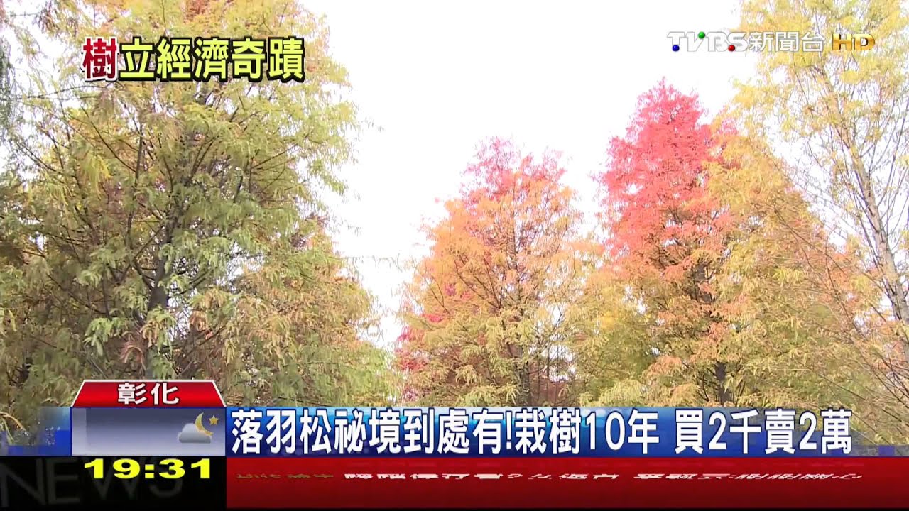 落羽松祕境到處有!栽樹10年 買2千賣2萬