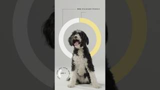 Orivet Dog DNA Test Kit: Dog Breed, Heritable Health Risks & Life Plan