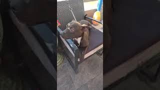 Video preview image #1 Chihuahua-Chocolate Labrador retriever Mix Puppy For Sale in Fallbrook, CA, USA