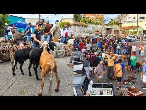 Feira de Animais, Umbuzeiro - PB Dicas do Prof, Salgadinho 