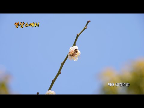 매화 (포항운하)