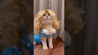 Download lagu 😿: Oh my god, I got catfished again #funnycats #cats mp3 Download lagu 😿: Oh my god, I got catfished again #funnycats #cats mp3
