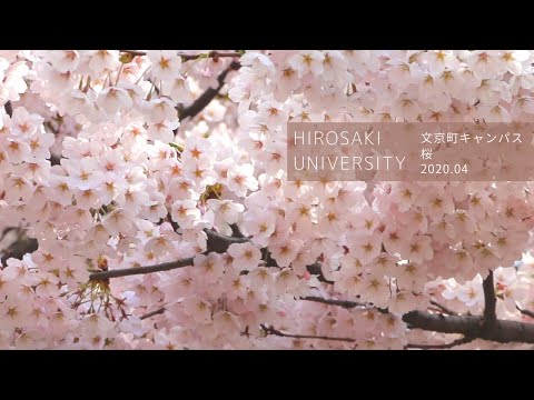 弘前大学　桜2020