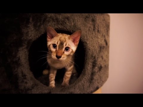 Blue Eyed Snow Bengal Kitten - 3 Months Old