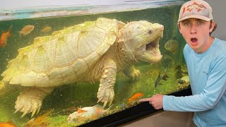 I Bought the World's DEADLIEST Turtle!