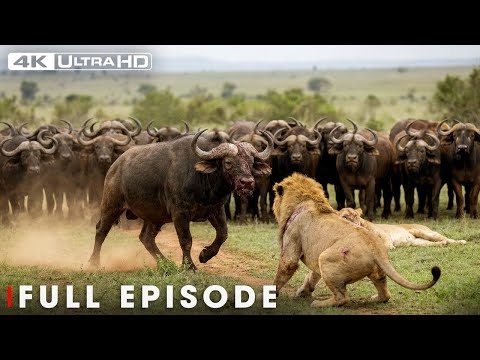 Savage Kingdom: Most Terrifying Lion | Nature Animal Documentary