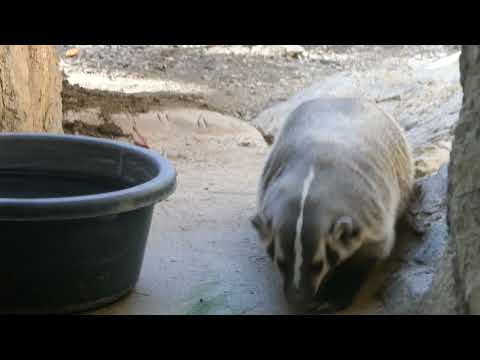 American Badger LA Zoo Los Angeles California USA January 26, 2023