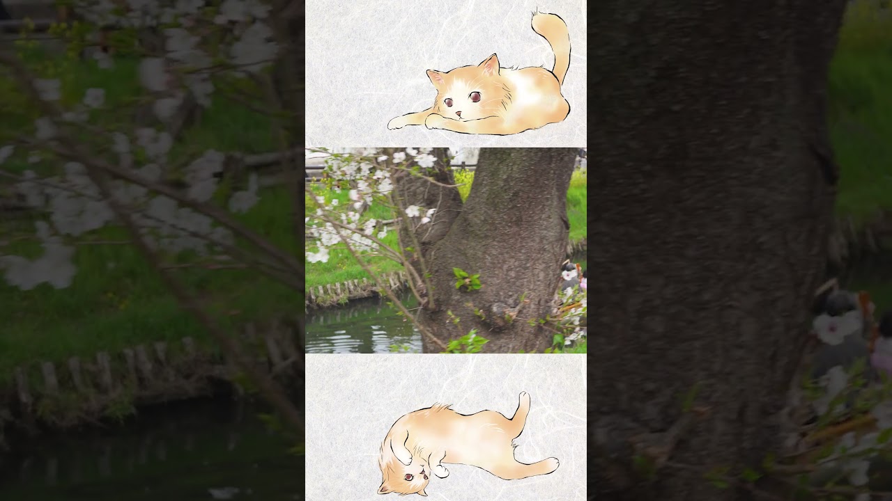 【日本の美しい風景】桜祭り~Cherry Blossom Festival~#桜 #桜祭り #日本の風景 #japantravel #culture #癒し #shorts