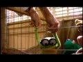 Kermit Swamp Years Blooper 2