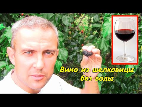 , title : 'Вино из шелковицы (сорт Шелли)'
