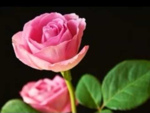 Poster aankhen aankhen maikhaana dil peene ko