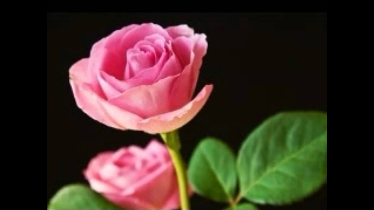 Aankhe Aankhe Maikhana Dil Pine Ko Majbur Hai Roko Na Lyrics | Bahaar Aane Tak | Anuradha Paudwal, Pankaj Udhas | Rajesh Roshan