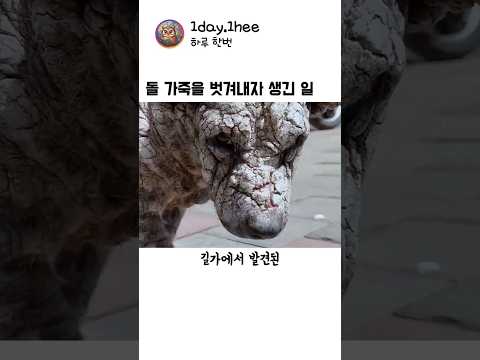 돌덩이 속에 감춰져 있던 세상에서 가장 눈부신 얼룩무늬