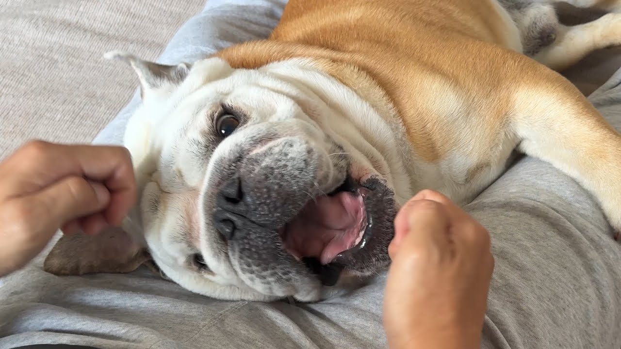 万年寝太郎のぶるまるが豹変…突然始まるブルブルパニック…