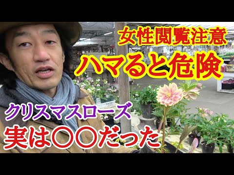 クリスマスローズが葉を失う理由 2023