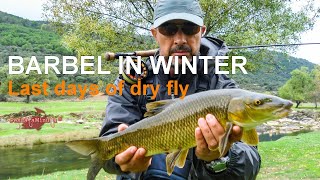 Winter barbel   Last days of dry fly