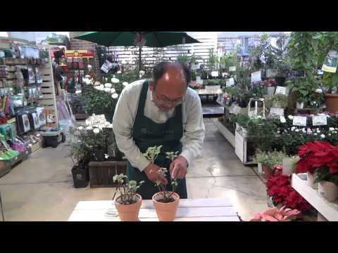 アイビーゼラニウム（Pelargonium peltatum）の挿し木はいつ、どのように行うのですか？チュートリアルとビデオ  庭園