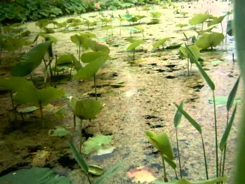 download lagu mp3 mp4 Lotus Flower Mud, download lagu Lotus Flower Mud gratis, unduh video klip Lotus Flower Mud