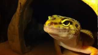 My Leopard Gecko Vivarium Setup