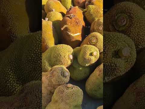 jaca a venda em Minador do Negrão Alagoas