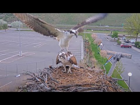 New Male Suitor Attempts Mating With Iris At The Hellgate Osprey Nest – May 6, 2025