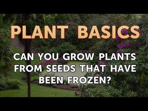 How to Dry an Overwatered Plant