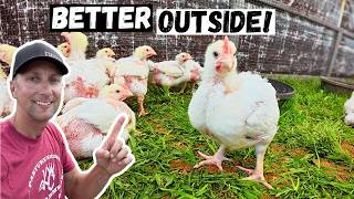 The Farm Is Changing… Chickens Are Taking Over the Pasture!