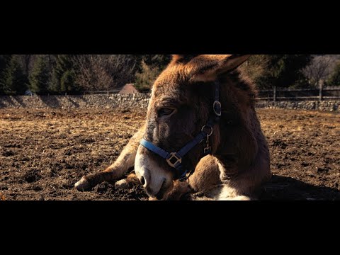 EO - bande-annonce VF