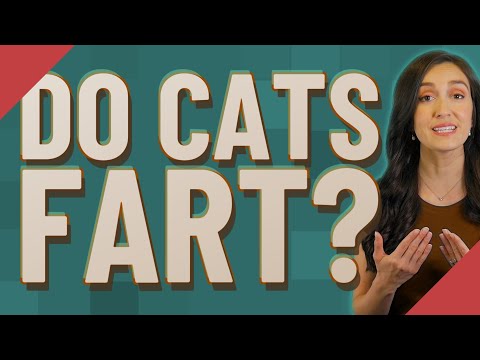 Do cats fart?